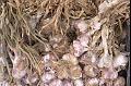 Garlic, Beaune market IMGP2224